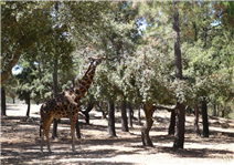 Badoca Safari Park com Hotel 4* com piscina no Alentejo