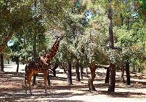 Badoca Safari Park + Hotel 4* com piscina no Alentejo